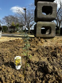 【活動報告】NTTドコモ様より苗木をご寄贈いただきました